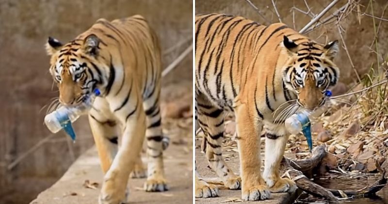 A tiger picks up a plastic bottle from a water hole and leaves the Internet speechless