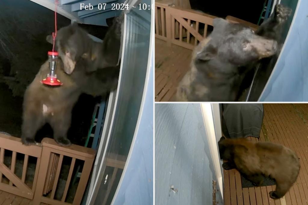 Bear Seen in 'Entertaining' Video Trying to Enter Home in Washington Through Dog Door: 'A Little Concerned'