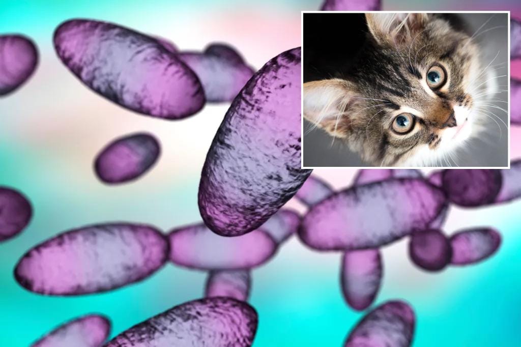 First case of bubonic plague in Oregon in nearly a decade likely came from a cat