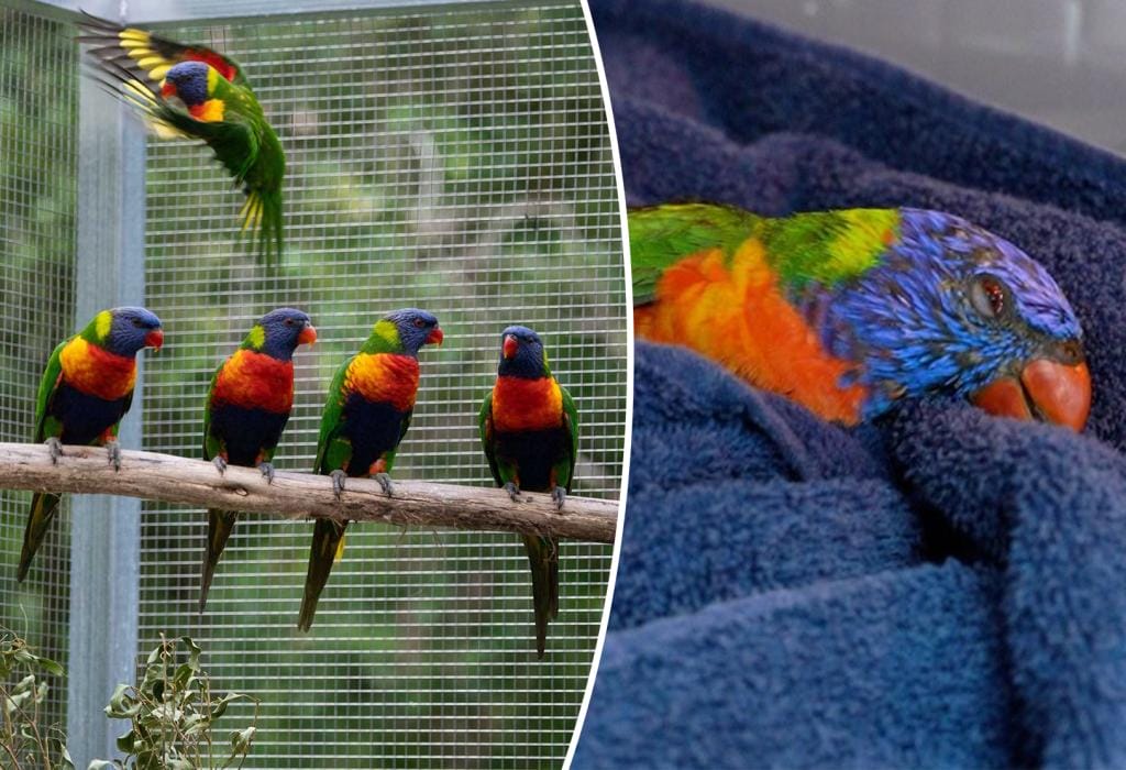 Hundreds of parrots mysteriously fall from the sky in Australia: here's why