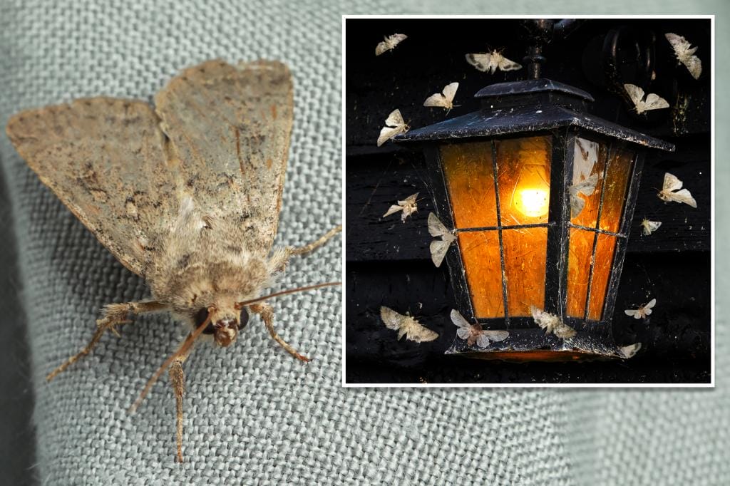Long-held belief that insects are attracted to light is debunked in new study